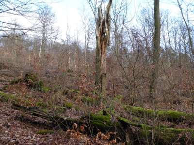 Wildnis am Beilstein 1 